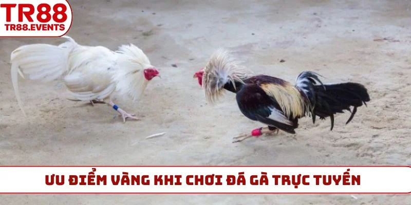 Ưu điểm vàng khi chơi đá gà trực tuyến